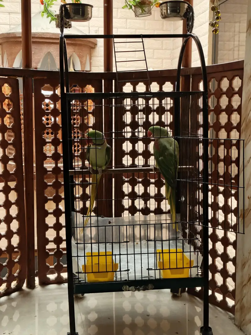 Pair of green parrots. — photo 3