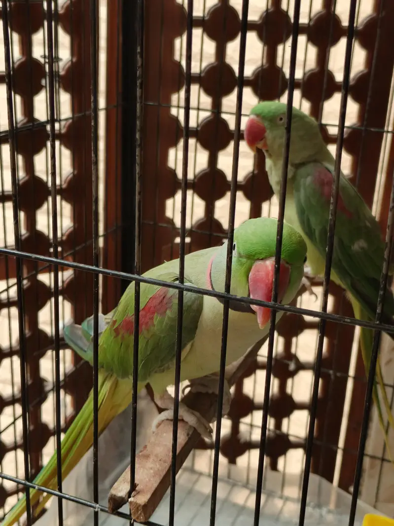 Pair of green parrots. — photo 4