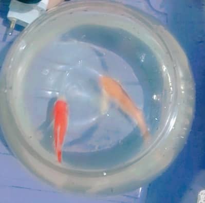 two fish