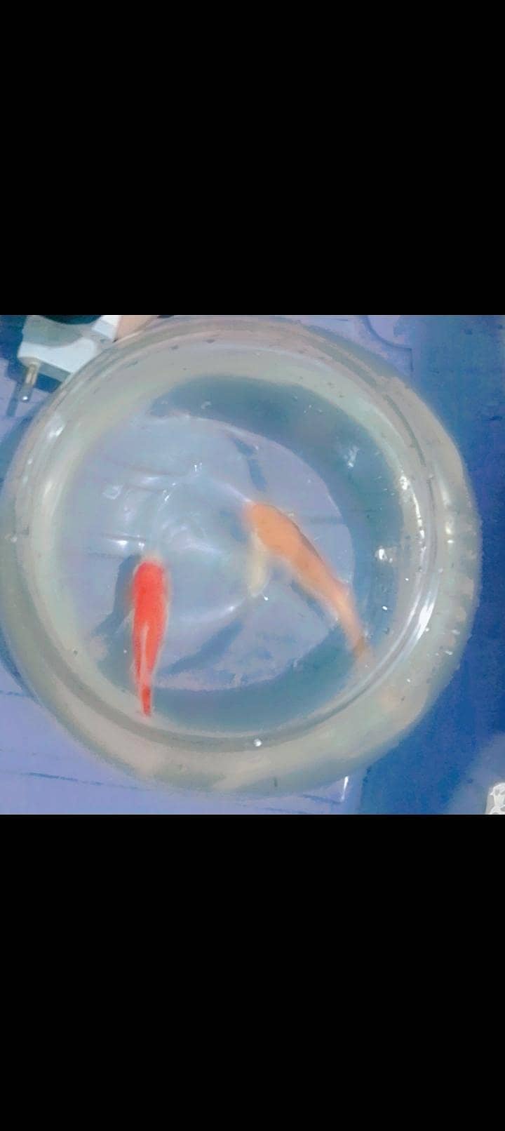 two fish 1