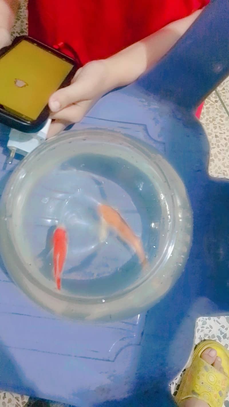 two fish 2