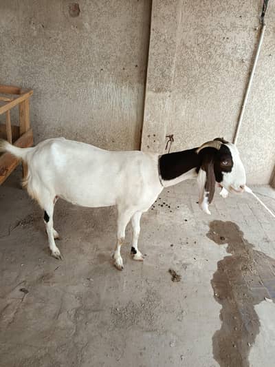 bakri for sale ha