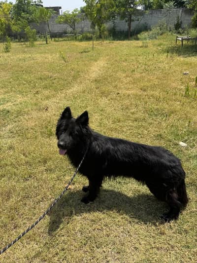 long coat Black German Shepherd