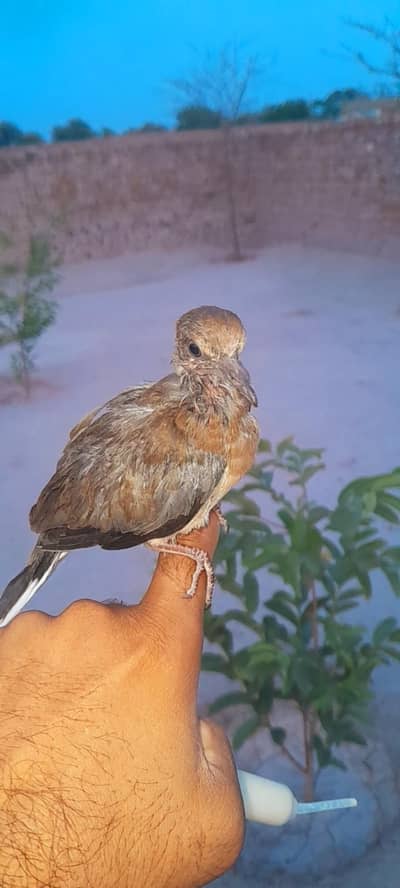 1month 15 days ka ha chick wild dove