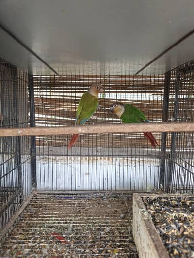 Green Chick Conure & Pain apple Conure 2 Breeder pairs