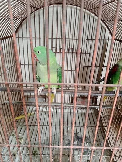 Raw parrot female