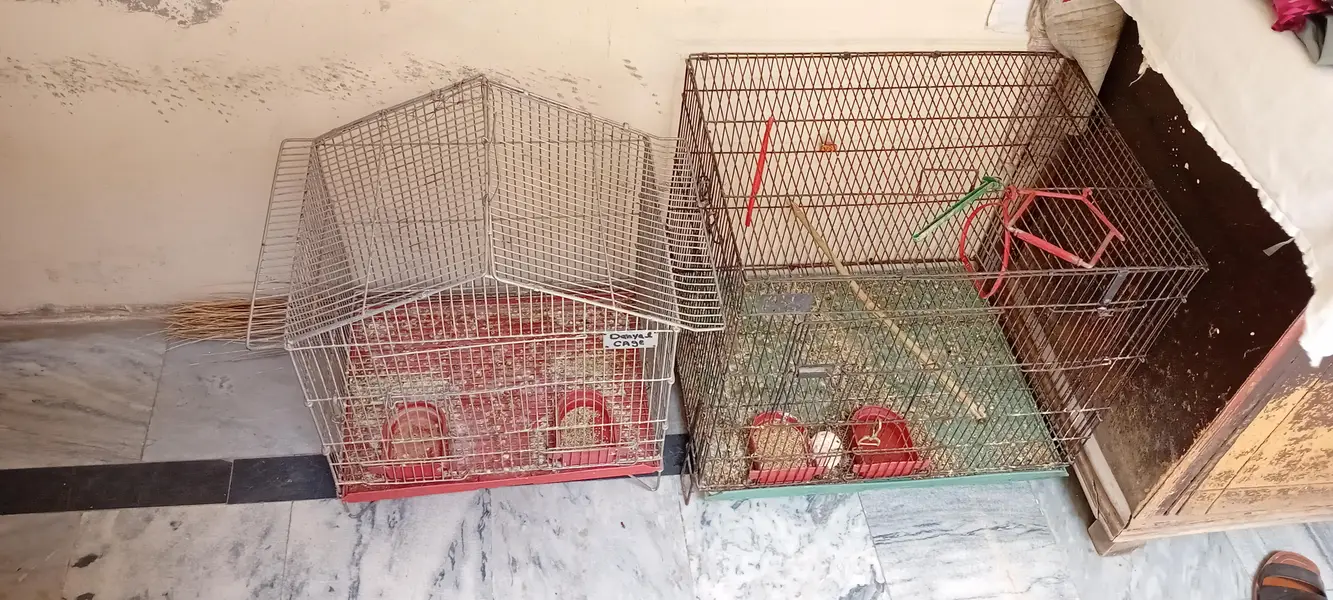 parrots cages — photo 3
