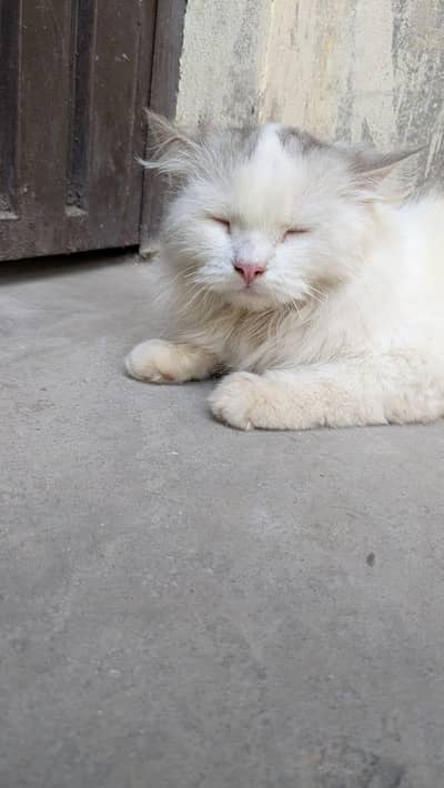 persian femal cat for sale