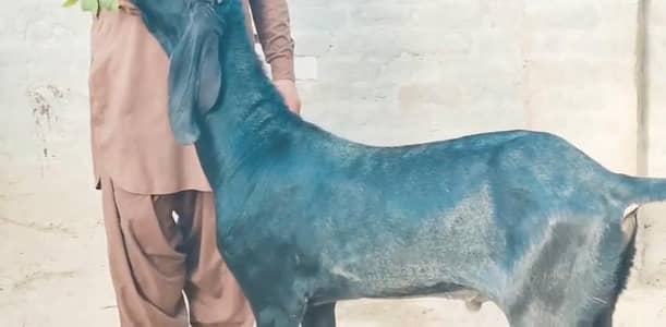 Desi Bakra For Sale ___ 03134947622