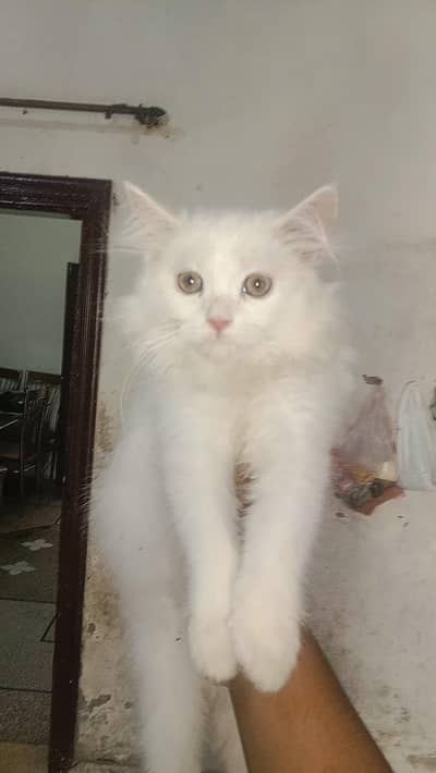 white Tripple coated kitten