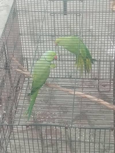 breedee pair