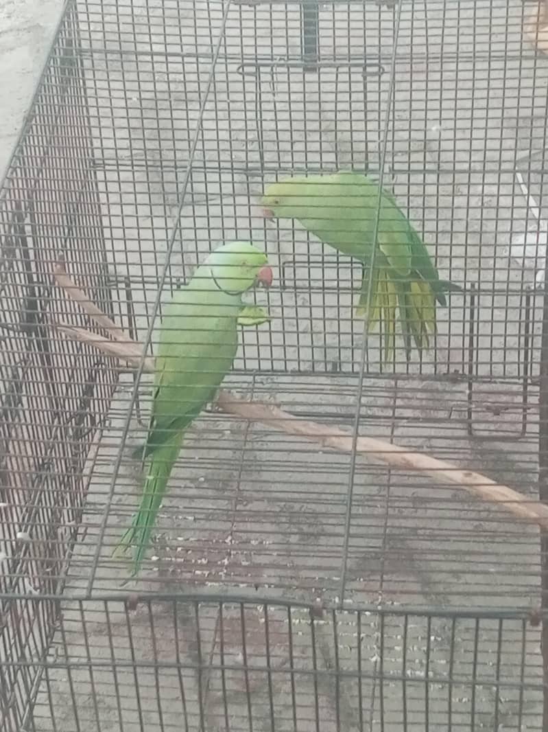 breedee pair 0