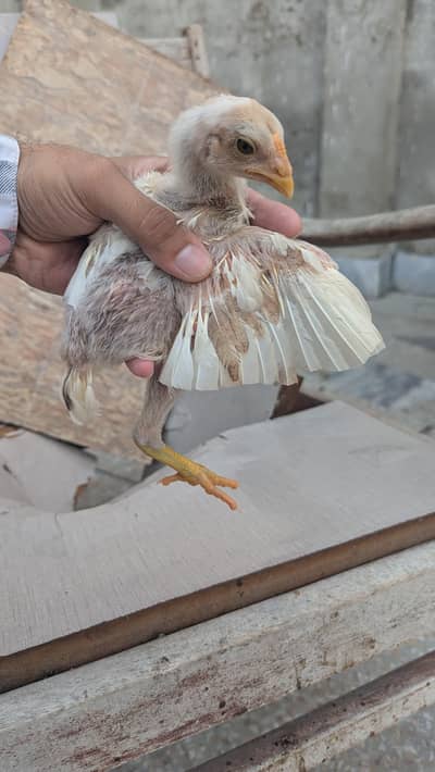 aseel hera chicks