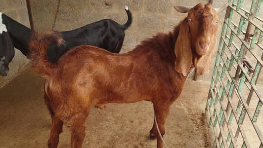 Beetal goat for sell pair