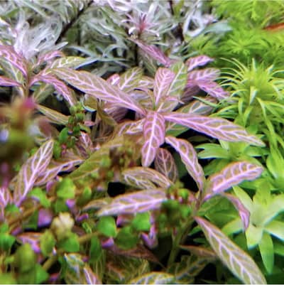 Aquarium Plants