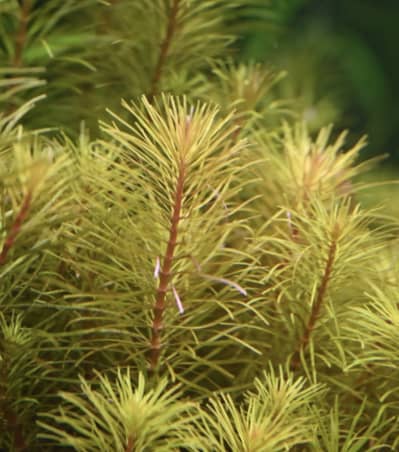 Aquarium Plants