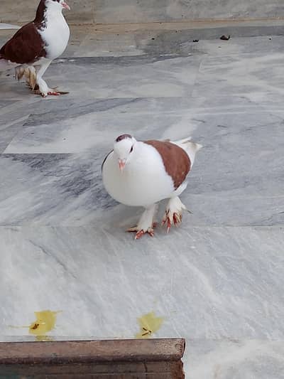 pigeon