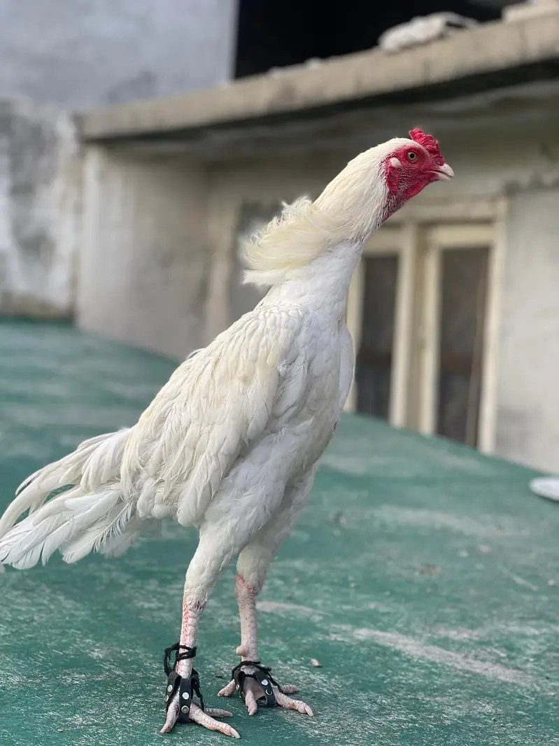 heera breed