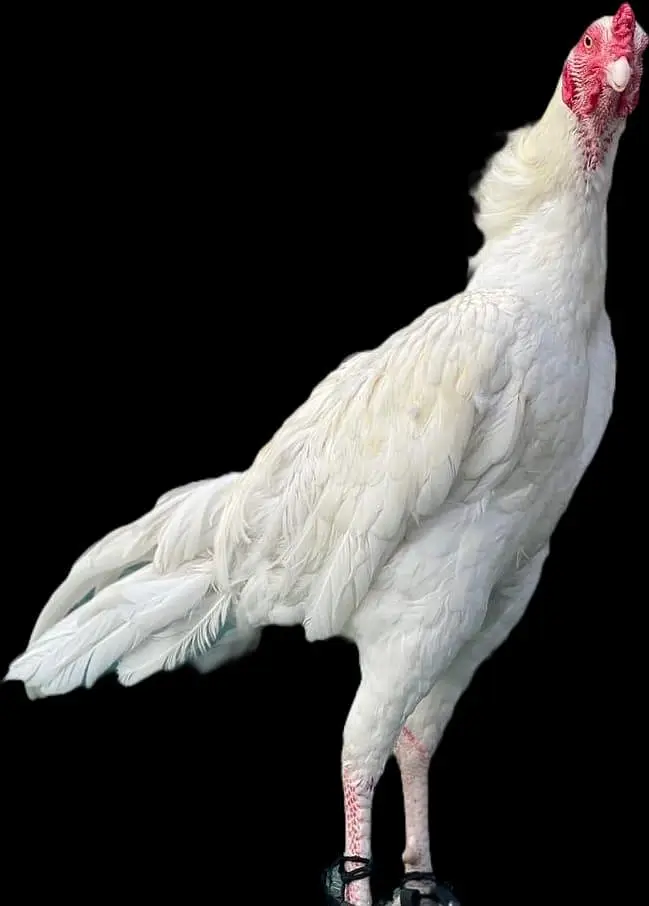 heera breed — photo 2