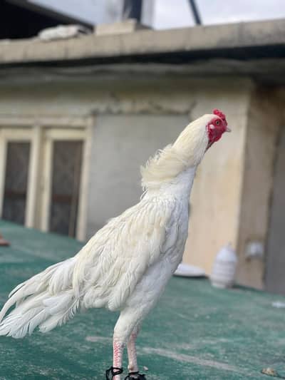 heera breed