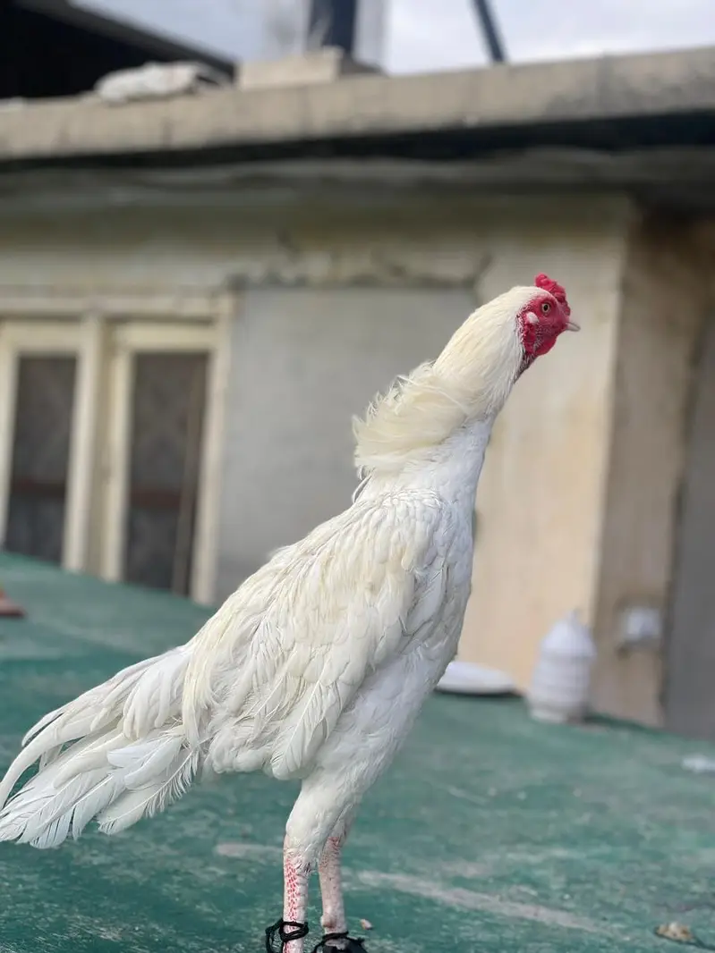 heera breed — photo 3
