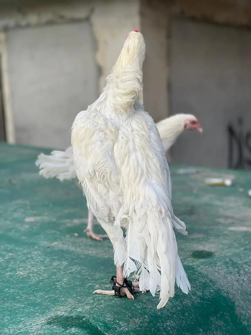 heera breed — photo 4