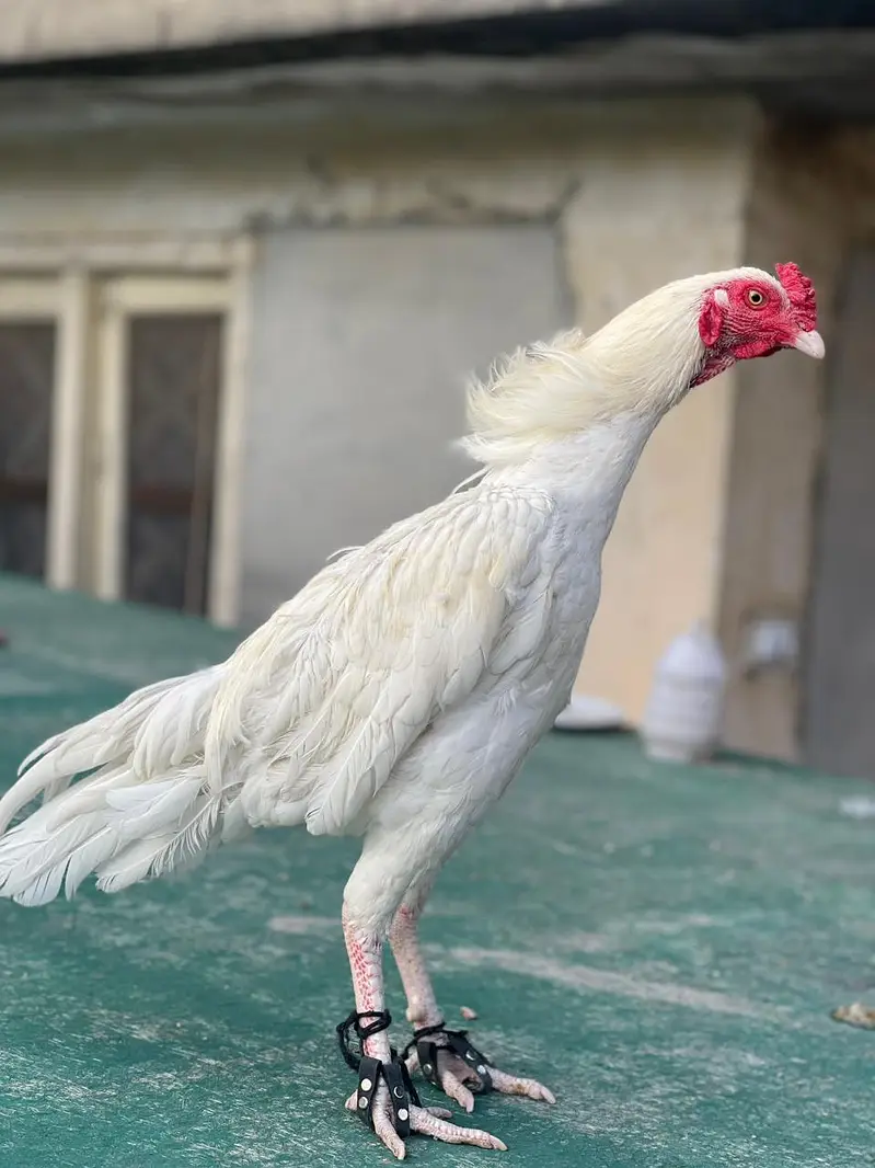heera breed — photo 5