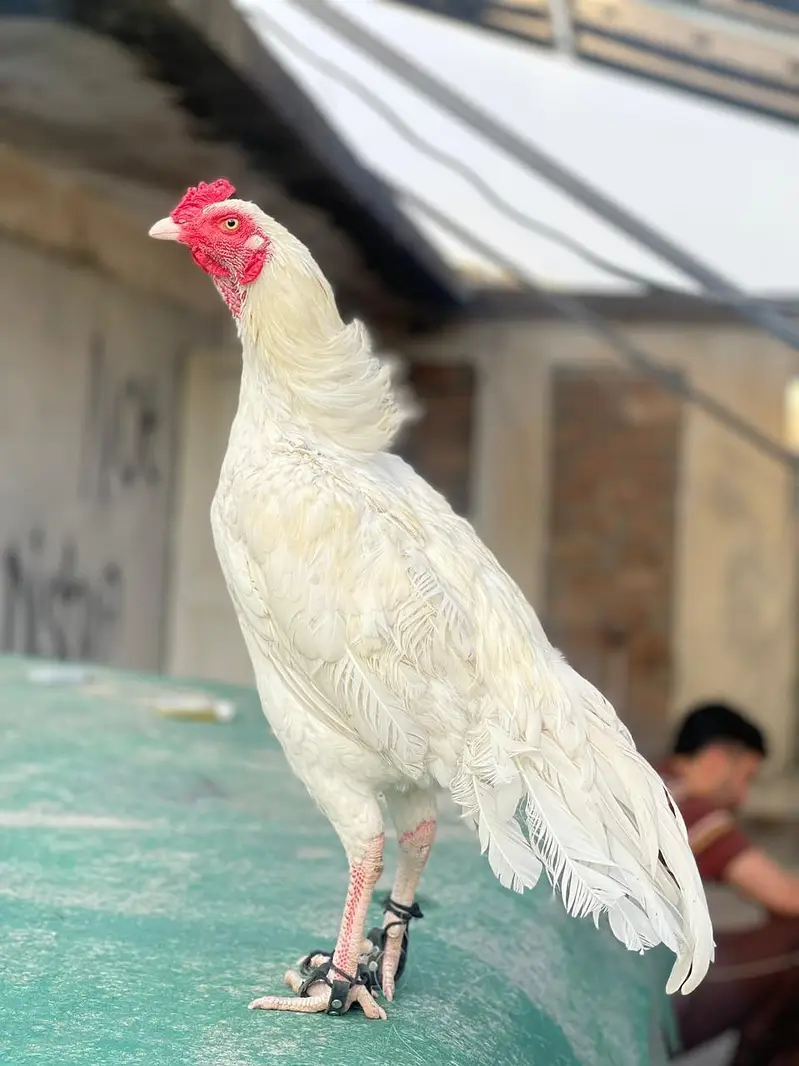 heera breed — photo 6