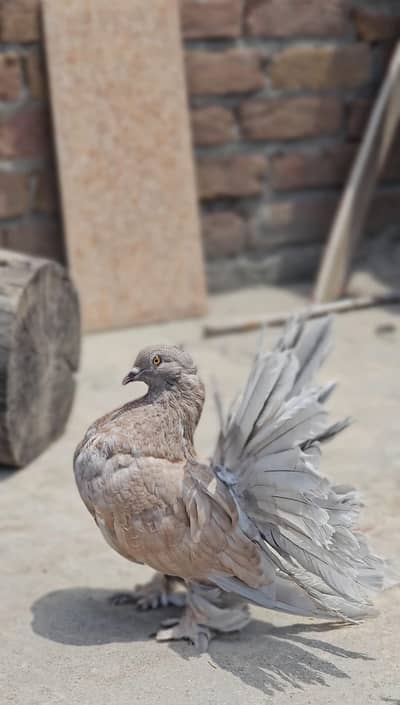 American Pair
