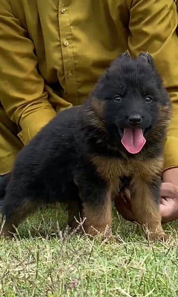 German shepherd long cout mail 2 mahnt for sale active and healthy