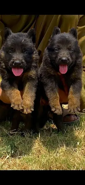German shepherd long cout pair 2 mahnt for sale active and healthy