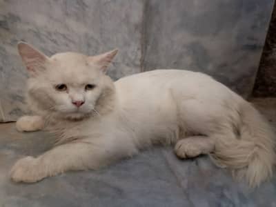 Persian Cat