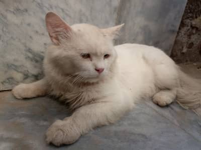 Persian Cat