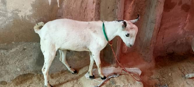 bakra for sell