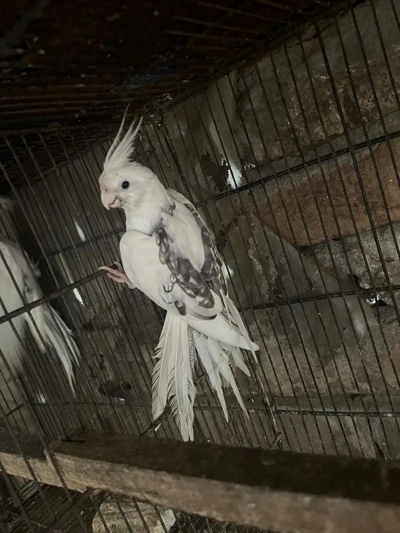 Active pair,