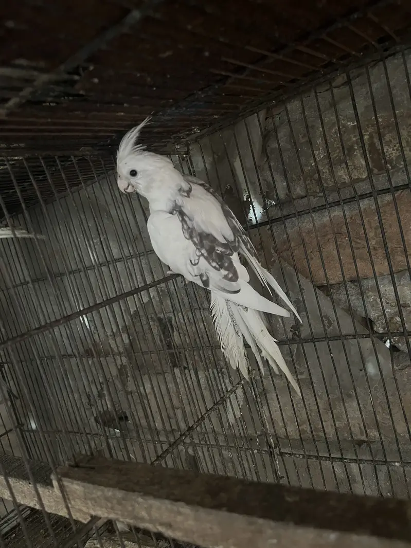Active pair, — photo 2