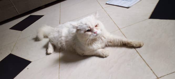 per male cat