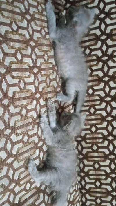 Persian Kittens