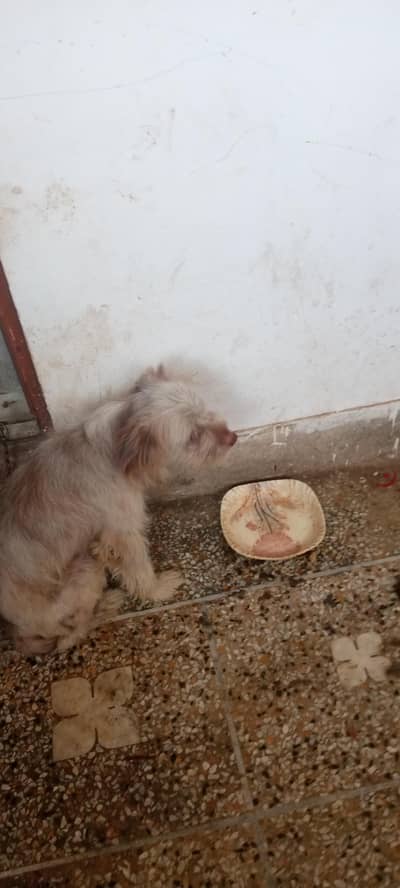 dogs for sale