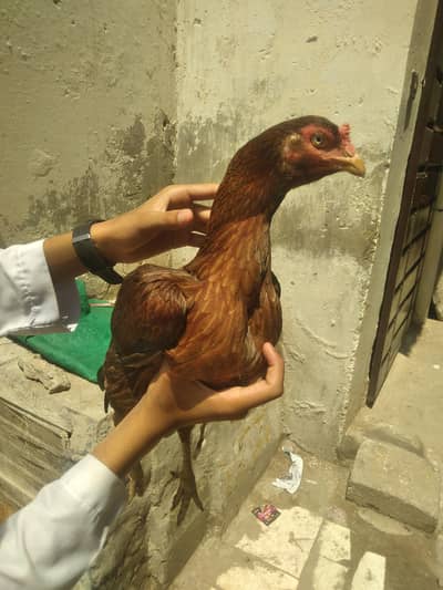 Aseel Mianwali Murgi with 3 Healthy Chicks for Sale