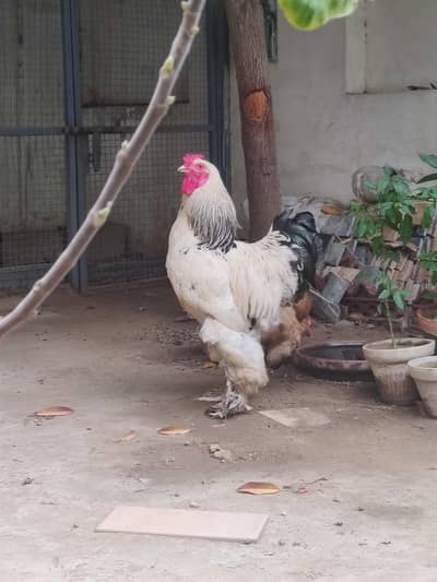 Healthy and Energetic BUFF BRAHMA Pair For Sale