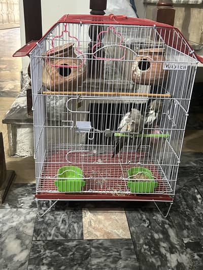 cocktail parrots  pair   contact on this num 03017360660