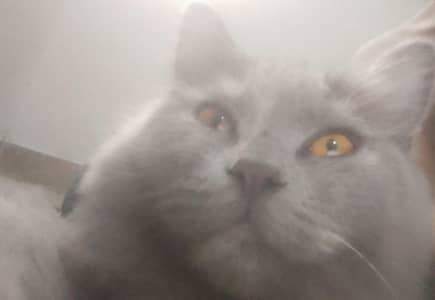 black pershion cat