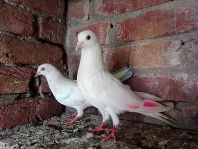 Patti wale Granted Five pice Two pair one Fimale Totel praice