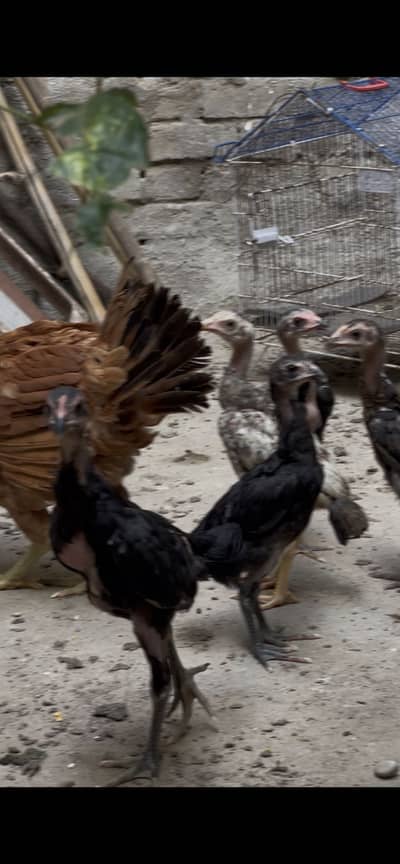 Hight quality super neck locker chiks import huwy murgh k