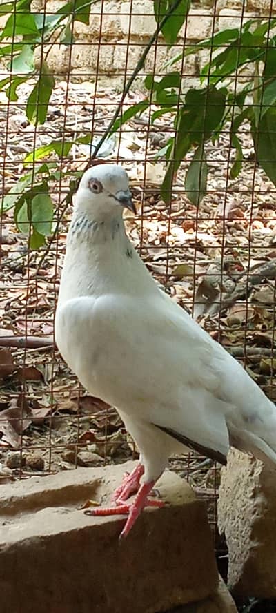 pigeons pair for sale full active healthy