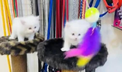 (Persian female kitten) (for sale all) (Pakistan delivery available)