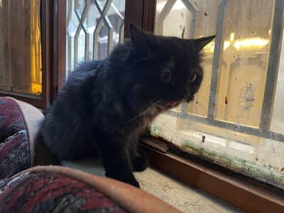 cat for sale