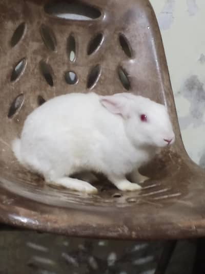 White Red Eyes Rabbit For Sale