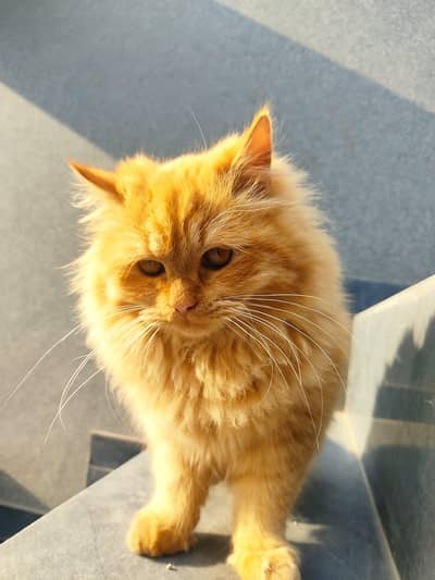 Persian Male cate.